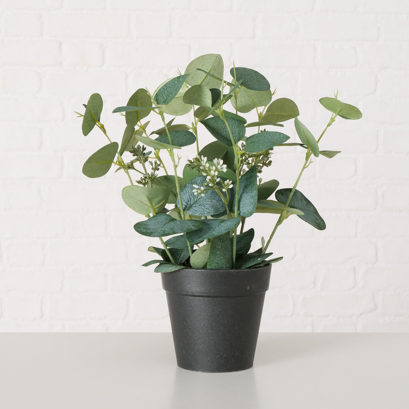 Topfpflanze Eukalyptus